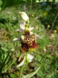 Ophrys apulica